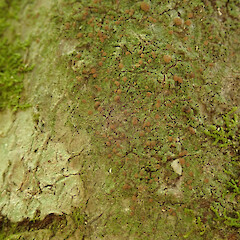 On tree privet in the Waikatō.<br>Photographer: Melissa Hutchison, Date taken: 23/02/2022, Licence: <a target='_blank' href='https://creativecommons.org/licenses/by-nc/4.0'>CC BY-NC</a>. <a class='member-message' href='/nzpcn/why-join-nzpcn/' target='_blank'>Members can view a larger version of this image.</a>