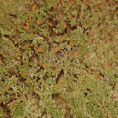 On tree privet in the Waikatō.<br>Photographer: Melissa Hutchison, Date taken: 23/02/2022, Licence: <a target='_blank' href='https://creativecommons.org/licenses/by-nc/4.0'>CC BY-NC</a>. <a class='member-message' href='/nzpcn/why-join-nzpcn/' target='_blank'>Members can view a larger version of this image.</a>