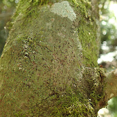 On tree privet in the Waikatō.<br>Photographer: Melissa Hutchison, Date taken: 23/02/2022, Licence: <a target='_blank' href='https://creativecommons.org/licenses/by-nc/4.0'>CC BY-NC</a>. <a class='member-message' href='/nzpcn/why-join-nzpcn/' target='_blank'>Members can view a larger version of this image.</a>