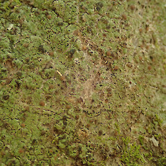 On tree privet in the Waikatō.<br>Photographer: Melissa Hutchison, Date taken: 23/02/2022, Licence: <a target='_blank' href='https://creativecommons.org/licenses/by-nc/4.0'>CC BY-NC</a>. <a class='member-message' href='/nzpcn/why-join-nzpcn/' target='_blank'>Members can view a larger version of this image.</a>
