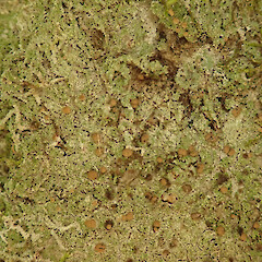 On tree privet in the Waikatō.<br>Photographer: Melissa Hutchison, Date taken: 23/02/2022, Licence: <a target='_blank' href='https://creativecommons.org/licenses/by-nc/4.0'>CC BY-NC</a>. <a class='member-message' href='/nzpcn/why-join-nzpcn/' target='_blank'>Members can view a larger version of this image.</a>