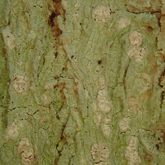 Phlyctis subuncinata