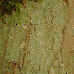 On tree privet in the Waikatō.<br>Photographer: Melissa Hutchison, Date taken: 23/02/2022, Licence: <a target='_blank' href='https://creativecommons.org/licenses/by-nc/4.0'>CC BY-NC</a>. <a class='member-message' href='/nzpcn/why-join-nzpcn/' target='_blank'>Members can view a larger version of this image.</a>