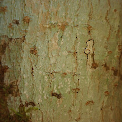 On tree privet in the Waikatō.<br>Photographer: Melissa Hutchison, Date taken: 23/02/2022, Licence: <a target='_blank' href='https://creativecommons.org/licenses/by-nc/4.0'>CC BY-NC</a>. <a class='member-message' href='/nzpcn/why-join-nzpcn/' target='_blank'>Members can view a larger version of this image.</a>