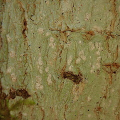 On tree privet in the Waikatō.<br>Photographer: Melissa Hutchison, Date taken: 23/02/2022, Licence: <a target='_blank' href='https://creativecommons.org/licenses/by-nc/4.0'>CC BY-NC</a>. <a class='member-message' href='/nzpcn/why-join-nzpcn/' target='_blank'>Members can view a larger version of this image.</a>