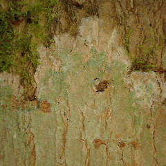 On tree privet in the Waikatō.<br>Photographer: Melissa Hutchison, Date taken: 23/02/2022, Licence: <a target='_blank' href='https://creativecommons.org/licenses/by-nc/4.0'>CC BY-NC</a>. <a class='member-message' href='/nzpcn/why-join-nzpcn/' target='_blank'>Members can view a larger version of this image.</a>