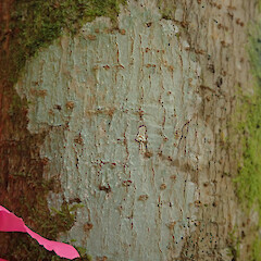 On tree privet in the Waikatō.<br>Photographer: Melissa Hutchison, Date taken: 23/02/2022, Licence: <a target='_blank' href='https://creativecommons.org/licenses/by-nc/4.0'>CC BY-NC</a>. <a class='member-message' href='/nzpcn/why-join-nzpcn/' target='_blank'>Members can view a larger version of this image.</a>