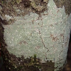 Hinewai Reserve.<br>Photographer: Allison Knight, Licence: <a target='_blank' href='https://creativecommons.org/licenses/by-nc/4.0'>CC BY-NC</a>. <a class='member-message' href='/nzpcn/why-join-nzpcn/' target='_blank'>Members can view a larger version of this image.</a>