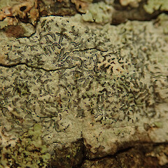 Phaeographis inusta