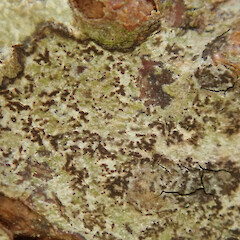 Arthonia cinereopruinosa