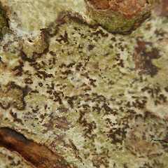 On common alder, next to Waikatō River at Rangiriri.<br>Photographer: Melissa Hutchison, Date taken: 25/02/2022, Licence: <a target='_blank' href='https://creativecommons.org/licenses/by-nc/4.0'>CC BY-NC</a>. <a class='member-message' href='/nzpcn/why-join-nzpcn/' target='_blank'>Members can view a larger version of this image.</a>