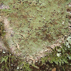 Hay Reserve, Pigeon Bay, Banks Peninsula.<br>Photographer: Allison Knight, Licence: <a target='_blank' href='https://creativecommons.org/licenses/by-nc/4.0'>CC BY-NC</a>. <a class='member-message' href='/nzpcn/why-join-nzpcn/' target='_blank'>Members can view a larger version of this image.</a>