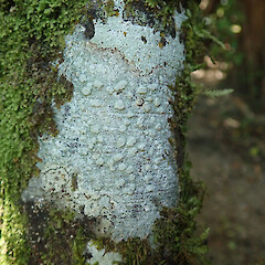 Banks Peninsula.<br>Photographer: Melissa Hutchison, Date taken: 07/02/2021, Licence: <a target='_blank' href='https://creativecommons.org/licenses/by-nc/4.0'>CC BY-NC</a>. <a class='member-message' href='/nzpcn/why-join-nzpcn/' target='_blank'>Members can view a larger version of this image.</a>