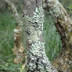 Rangitoto Island.<br>Photographer: Melissa Hutchison, Date taken: 26/02/2022, Licence: <a target='_blank' href='https://creativecommons.org/licenses/by-nc/4.0'>CC BY-NC</a>. <a class='member-message' href='/nzpcn/why-join-nzpcn/' target='_blank'>Members can view a larger version of this image.</a>