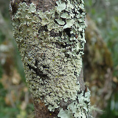 Rangitoto Island.<br>Photographer: Melissa Hutchison, Date taken: 26/02/2022, Licence: <a target='_blank' href='https://creativecommons.org/licenses/by-nc/4.0'>CC BY-NC</a>. <a class='member-message' href='/nzpcn/why-join-nzpcn/' target='_blank'>Members can view a larger version of this image.</a>