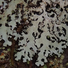 Puketi Forest, Northland.<br>Photographer: Melissa Hutchison, Date taken: 21/01/2020, Licence: <a target='_blank' href='https://creativecommons.org/licenses/by-nc/4.0'>CC BY-NC</a>. <a class='member-message' href='/nzpcn/why-join-nzpcn/' target='_blank'>Members can view a larger version of this image.</a>