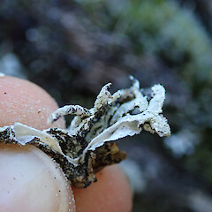 Banks Peninsula.<br>Photographer: Melissa Hutchison, Date taken: 01/09/2019, Licence: <a target='_blank' href='https://creativecommons.org/licenses/by-nc/4.0'>CC BY-NC</a>. <a class='member-message' href='/nzpcn/why-join-nzpcn/' target='_blank'>Members can view a larger version of this image.</a>