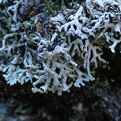Banks Peninsula.<br>Photographer: Melissa Hutchison, Date taken: 01/09/2019, Licence: <a target='_blank' href='https://creativecommons.org/licenses/by-nc/4.0'>CC BY-NC</a>. <a class='member-message' href='/nzpcn/why-join-nzpcn/' target='_blank'>Members can view a larger version of this image.</a>