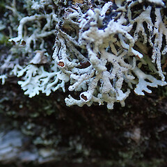 Banks Peninsula.<br>Photographer: Melissa Hutchison, Date taken: 01/09/2019, Licence: <a target='_blank' href='https://creativecommons.org/licenses/by-nc/4.0'>CC BY-NC</a>. <a class='member-message' href='/nzpcn/why-join-nzpcn/' target='_blank'>Members can view a larger version of this image.</a>