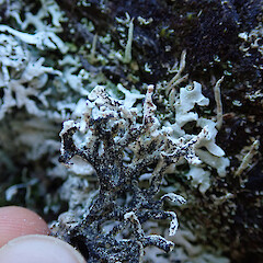 Banks Peninsula.<br>Photographer: Melissa Hutchison, Date taken: 01/09/2019, Licence: <a target='_blank' href='https://creativecommons.org/licenses/by-nc/4.0'>CC BY-NC</a>. <a class='member-message' href='/nzpcn/why-join-nzpcn/' target='_blank'>Members can view a larger version of this image.</a>