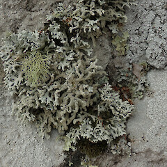 Port Hills, Christchurch.<br>Photographer: Melissa Hutchison, Date taken: 15/03/2020, Licence: <a target='_blank' href='https://creativecommons.org/licenses/by-nc/4.0'>CC BY-NC</a>. <a class='member-message' href='/nzpcn/why-join-nzpcn/' target='_blank'>Members can view a larger version of this image.</a>