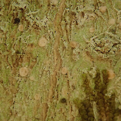 On tree privet in the Waikatō.<br>Photographer: Melissa Hutchison, Date taken: 23/02/2022, Licence: <a target='_blank' href='https://creativecommons.org/licenses/by-nc/4.0'>CC BY-NC</a>. <a class='member-message' href='/nzpcn/why-join-nzpcn/' target='_blank'>Members can view a larger version of this image.</a>