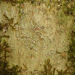 On tree privet in the Waikatō.<br>Photographer: Melissa Hutchison, Date taken: 23/02/2022, Licence: <a target='_blank' href='https://creativecommons.org/licenses/by-nc/4.0'>CC BY-NC</a>. <a class='member-message' href='/nzpcn/why-join-nzpcn/' target='_blank'>Members can view a larger version of this image.</a>