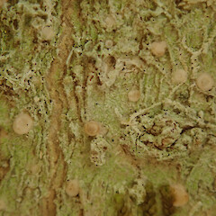 On tree privet in the Waikatō.<br>Photographer: Melissa Hutchison, Date taken: 23/02/2022, Licence: <a target='_blank' href='https://creativecommons.org/licenses/by-nc/4.0'>CC BY-NC</a>. <a class='member-message' href='/nzpcn/why-join-nzpcn/' target='_blank'>Members can view a larger version of this image.</a>