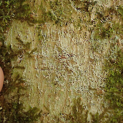 On tree privet in the Waikatō.<br>Photographer: Melissa Hutchison, Date taken: 23/02/2022, Licence: <a target='_blank' href='https://creativecommons.org/licenses/by-nc/4.0'>CC BY-NC</a>. <a class='member-message' href='/nzpcn/why-join-nzpcn/' target='_blank'>Members can view a larger version of this image.</a>