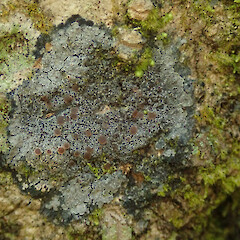 Peel Forest, Canterbury.<br>Photographer: Melissa Hutchison, Date taken: 01/03/2020, Licence: <a target='_blank' href='https://creativecommons.org/licenses/by-nc/4.0'>CC BY-NC</a>. <a class='member-message' href='/nzpcn/why-join-nzpcn/' target='_blank'>Members can view a larger version of this image.</a>