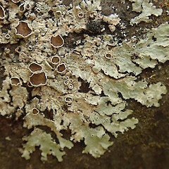 Parmelina quercina