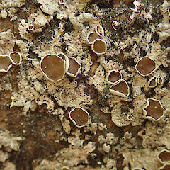 Queenstown.<br>Photographer: Melissa Hutchison, Date taken: 04/12/2022, Licence: <a target='_blank' href='https://creativecommons.org/licenses/by-nc/4.0'>CC BY-NC</a>. <a class='member-message' href='/nzpcn/why-join-nzpcn/' target='_blank'>Members can view a larger version of this image.</a>