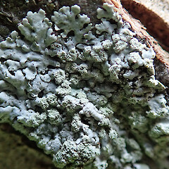 On apple tree, in Christchurch.<br>Photographer: Melissa Hutchison, Date taken: 17/08/2019, Licence: <a target='_blank' href='https://creativecommons.org/licenses/by-nc/4.0'>CC BY-NC</a>. <a class='member-message' href='/nzpcn/why-join-nzpcn/' target='_blank'>Members can view a larger version of this image.</a>