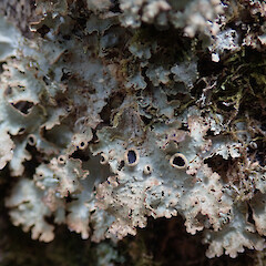 Northland.<br>Photographer: Melissa Hutchison, Date taken: 22/01/2020, Licence: <a target='_blank' href='https://creativecommons.org/licenses/by-nc/4.0'>CC BY-NC</a>. <a class='member-message' href='/nzpcn/why-join-nzpcn/' target='_blank'>Members can view a larger version of this image.</a>
