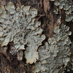 Northland.<br>Photographer: Melissa Hutchison, Date taken: 22/01/2020, Licence: <a target='_blank' href='https://creativecommons.org/licenses/by-nc/4.0'>CC BY-NC</a>. <a class='member-message' href='/nzpcn/why-join-nzpcn/' target='_blank'>Members can view a larger version of this image.</a>