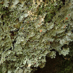 Peel Forest.<br>Photographer: Melissa Hutchison, Date taken: 29/02/2020, Licence: <a target='_blank' href='https://creativecommons.org/licenses/by-nc/4.0'>CC BY-NC</a>. <a class='member-message' href='/nzpcn/why-join-nzpcn/' target='_blank'>Members can view a larger version of this image.</a>