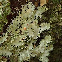 Peel Forest.<br>Photographer: Melissa Hutchison, Date taken: 29/02/2020, Licence: <a target='_blank' href='https://creativecommons.org/licenses/by-nc/4.0'>CC BY-NC</a>. <a class='member-message' href='/nzpcn/why-join-nzpcn/' target='_blank'>Members can view a larger version of this image.</a>