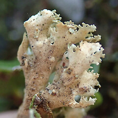 Peel Forest.<br>Photographer: Melissa Hutchison, Date taken: 18/01/2020, Licence: <a target='_blank' href='https://creativecommons.org/licenses/by-nc/4.0'>CC BY-NC</a>. <a class='member-message' href='/nzpcn/why-join-nzpcn/' target='_blank'>Members can view a larger version of this image.</a>