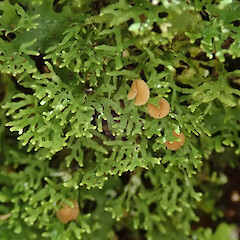 Taringatura Scenic Reserve, Southland.<br>Photographer: Melissa Hutchison, Date taken: 15/11/2019, Licence: <a target='_blank' href='https://creativecommons.org/licenses/by-nc/4.0'>CC BY-NC</a>. <a class='member-message' href='/nzpcn/why-join-nzpcn/' target='_blank'>Members can view a larger version of this image.</a>