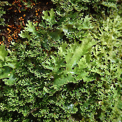 Taringatura Scenic Reserve, Southland.<br>Photographer: Melissa Hutchison, Date taken: 15/11/2019, Licence: <a target='_blank' href='https://creativecommons.org/licenses/by-nc/4.0'>CC BY-NC</a>. <a class='member-message' href='/nzpcn/why-join-nzpcn/' target='_blank'>Members can view a larger version of this image.</a>