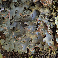 Waipoua Forest, Northland.<br>Photographer: Melissa Hutchison, Date taken: 23/01/2020, Licence: <a target='_blank' href='https://creativecommons.org/licenses/by-nc/4.0'>CC BY-NC</a>. <a class='member-message' href='/nzpcn/why-join-nzpcn/' target='_blank'>Members can view a larger version of this image.</a>