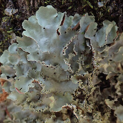 Waipoua Forest, Northland.<br>Photographer: Melissa Hutchison, Date taken: 23/01/2020, Licence: <a target='_blank' href='https://creativecommons.org/licenses/by-nc/4.0'>CC BY-NC</a>. <a class='member-message' href='/nzpcn/why-join-nzpcn/' target='_blank'>Members can view a larger version of this image.</a>
