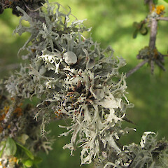 Photographer: Melissa Hutchison, Date taken: 19/11/2016, Licence: <a target='_blank' href='https://creativecommons.org/licenses/by-nc/4.0'>CC BY-NC</a>. <a class='member-message' href='/nzpcn/why-join-nzpcn/' target='_blank'>Members can view a larger version of this image.</a>
