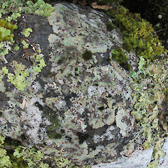 Banks Peninsula.<br>Photographer: Melissa Hutchison, Date taken: 23/06/2019, Licence: <a target='_blank' href='https://creativecommons.org/licenses/by-nc/4.0'>CC BY-NC</a>. <a class='member-message' href='/nzpcn/why-join-nzpcn/' target='_blank'>Members can view a larger version of this image.</a>