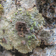 Banks Peninsula.<br>Photographer: Melissa Hutchison, Date taken: 23/06/2019, Licence: <a target='_blank' href='https://creativecommons.org/licenses/by-nc/4.0'>CC BY-NC</a>. <a class='member-message' href='/nzpcn/why-join-nzpcn/' target='_blank'>Members can view a larger version of this image.</a>