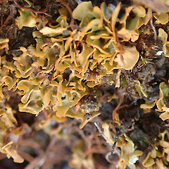 Denniston Plateau.<br>Photographer: Melissa Hutchison, Date taken: 04/06/2022, Licence: <a target='_blank' href='https://creativecommons.org/licenses/by-nc/4.0'>CC BY-NC</a>. <a class='member-message' href='/nzpcn/why-join-nzpcn/' target='_blank'>Members can view a larger version of this image.</a>
