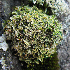 Parasiphula fragilis
