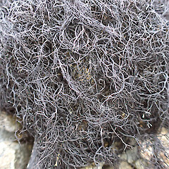 Local on subalpine flat scree fields in alpine, Mavora Southland.<br>Photographer: Marley Ford, Date taken: 16/03/2023, Licence: <a target='_blank' href='https://creativecommons.org/licenses/by/4.0'>CC BY</a>. <a class='member-message' href='/nzpcn/why-join-nzpcn/' target='_blank'>Members can view a larger version of this image.</a>