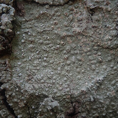 Corticolous on kahikatea, Hokianga Far North.<br>Photographer: Marley Ford, Date taken: 09/10/2022, Licence: <a target='_blank' href='https://creativecommons.org/licenses/by/4.0'>CC BY</a>. <a class='member-message' href='/nzpcn/why-join-nzpcn/' target='_blank'>Members can view a larger version of this image.</a>