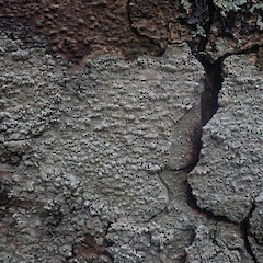 Corticolous on kahikatea, Hokianga Far North.<br>Photographer: Marley Ford, Date taken: 09/10/2022, Licence: <a target='_blank' href='https://creativecommons.org/licenses/by/4.0'>CC BY</a>. <a class='member-message' href='/nzpcn/why-join-nzpcn/' target='_blank'>Members can view a larger version of this image.</a>
